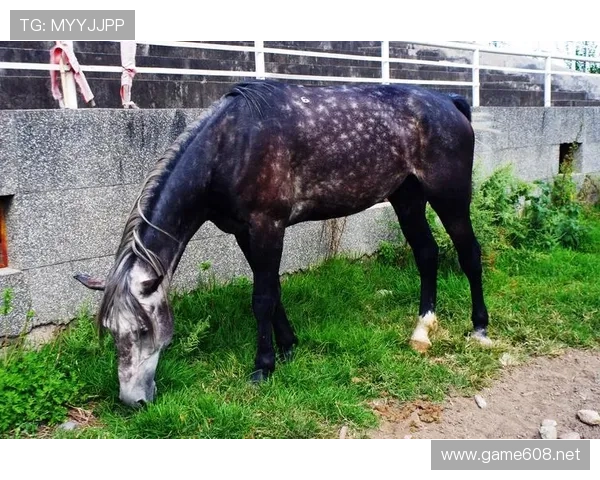 富里睡醒发现自家马场又多了两匹纯血马，账单比拳赛奖金还长